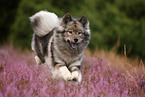 Eurasier