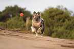 Eurasier