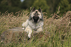 Eurasier