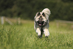 Eurasier