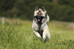 Eurasier