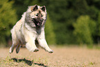 Eurasier