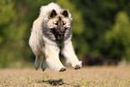 Eurasier