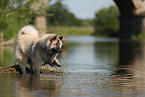 Eurasier