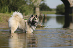 Eurasier