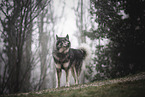 Eurasier