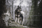 Eurasier