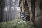 Eurasier