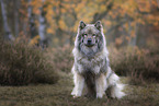 Eurasier