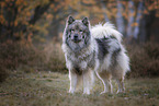Eurasier