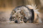 Eurasier