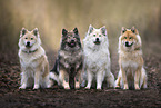 Eurasier