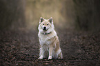 Eurasier