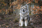 Eurasier