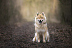 Eurasier