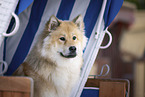 Eurasier
