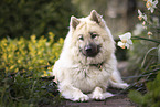Eurasier