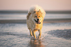 Eurasier