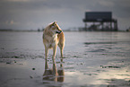 Eurasier