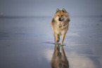 Eurasier