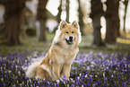 Eurasier