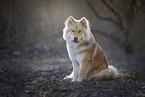 Eurasier