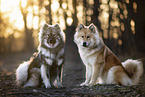 Eurasier