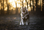 Eurasier
