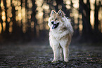Eurasier