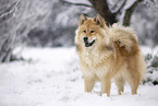 Eurasier