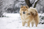 Eurasier