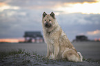 Eurasier