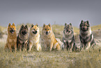 Eurasier