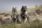 Eurasier