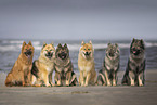 Eurasier