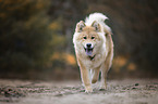 Eurasier Welpe
