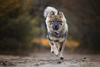 Eurasier Welpe