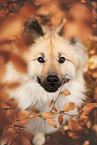 Eurasier
