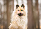 Eurasier