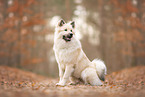Eurasier