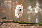 Eurasier