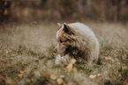 Eurasier