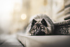 Eurasier