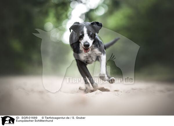Europischer Schlittenhund / SGR-01689