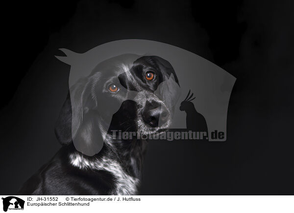 Europischer Schlittenhund / Scandinavian Hound / JH-31552