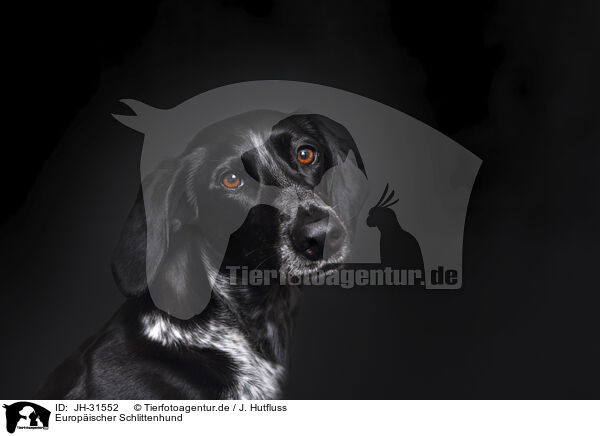 Europischer Schlittenhund / JH-31552