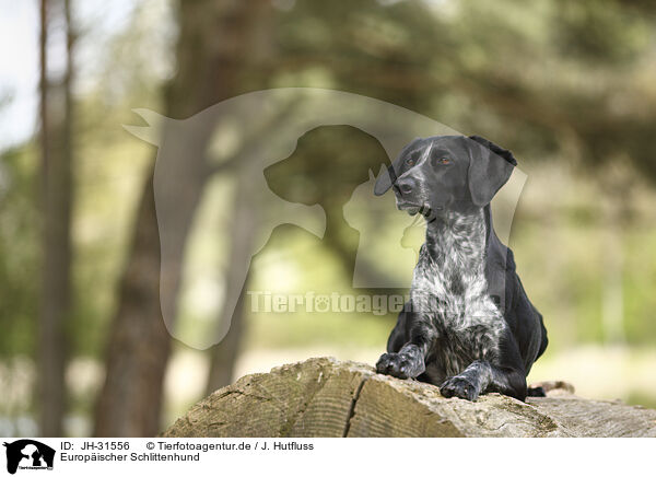 Europischer Schlittenhund / Scandinavian Hound / JH-31556