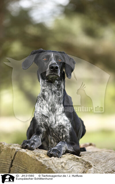 Europischer Schlittenhund / Scandinavian Hound / JH-31560