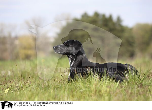Europischer Schlittenhund / Scandinavian Hound / JH-31563