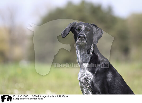 Europischer Schlittenhund / JH-31565